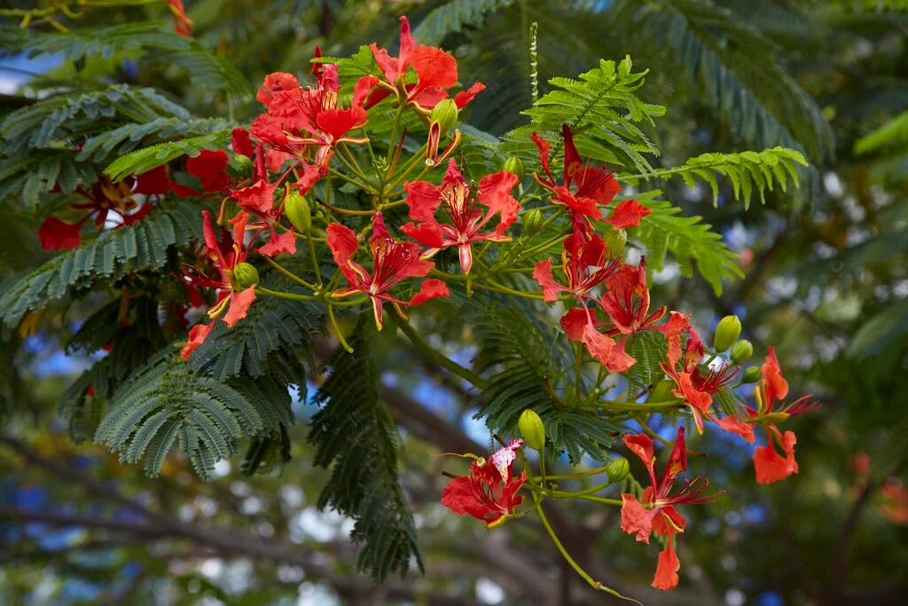 Acacia Roja - Vista 4